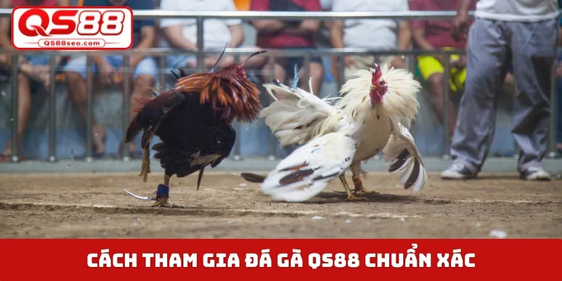 Cách tham gia đá gà QS88 chuẩn xác