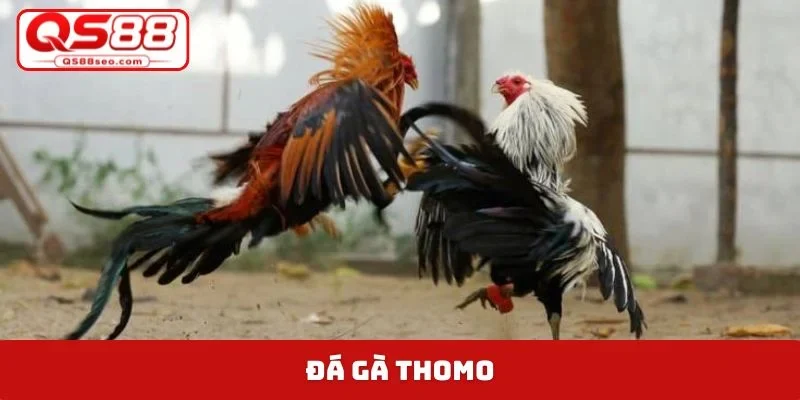 đá gà thomo
